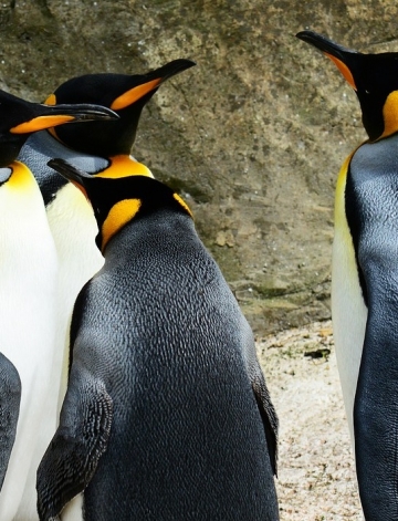 Ilhas Malvinas apostam nos pinguins-rei para promover o turismo da natureza